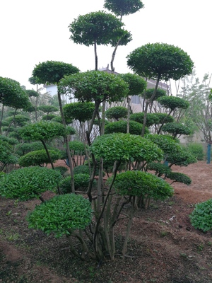 小葉女貞造型樹(shù)品種大全與種植經(jīng)營(yíng)指南