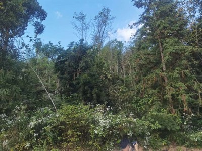 綠量雖“觸頂” 質(zhì)量須“攻關(guān)”——湖南探索森林可持續(xù)經(jīng)營(yíng)新路徑