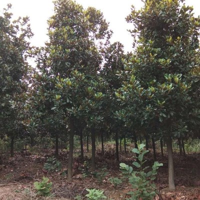 紫玉蘭樹木的種植與經營指南