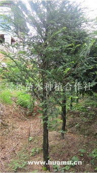 8公分南方紅豆杉 綠景苗木種植合作社的專業栽培與價值