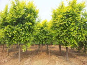 招遠(yuǎn)市興義苗木種植專業(yè)合作社 綠色產(chǎn)業(yè)的專業(yè)踐行者