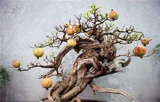 前景廣闊，效益可觀——高經濟價值花卉苗木種植指南