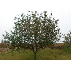 邳州市石博苗木種植專業(yè)合作社 專業(yè)樹(shù)木種植，助力生態(tài)建設(shè)與綠化發(fā)展