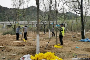 北京興延高速昌平段完成6600畝樹(shù)木栽植，構(gòu)筑京北綠色生態(tài)走廊
