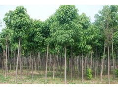 河南省太康縣國(guó)新苗木種植專業(yè)合作社 優(yōu)質(zhì)速生楸樹(shù)，規(guī)格齊全，大量供應(yīng)