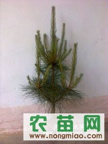 供應(yīng)各種規(guī)格營(yíng)養(yǎng)缽油松（30-120cm）——西裕村苗木基地，農(nóng)苗網(wǎng)專業(yè)推薦