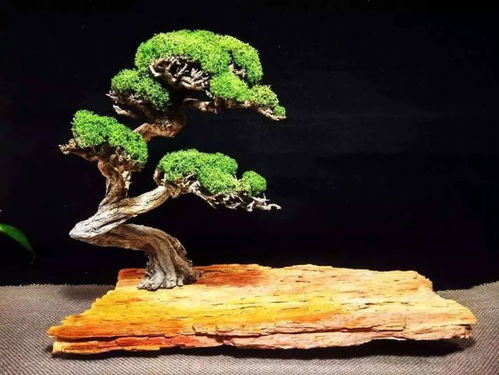 最全樹(shù)木盆景分類指南 輕松掌握各類植物與造型適配法則