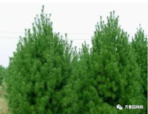 泰安潤(rùn)松苗木種植農(nóng)民專業(yè)合作社 以專業(yè)與生態(tài)推動(dòng)樹(shù)木種植產(chǎn)業(yè)發(fā)展