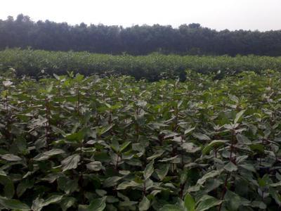 如皋市德華草坪苗木園藝公司 專業打造高品質綠化苗木與草坪