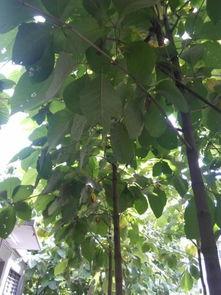 探尋廠區綠化樹木 識別、種苗來源與種植指南