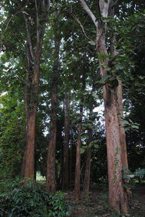 皂莢樹 扎根鄉土的“霸氣”衛士