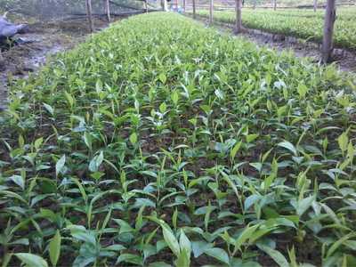 桂花樹 芬芳四季的園林瑰寶與種植指南